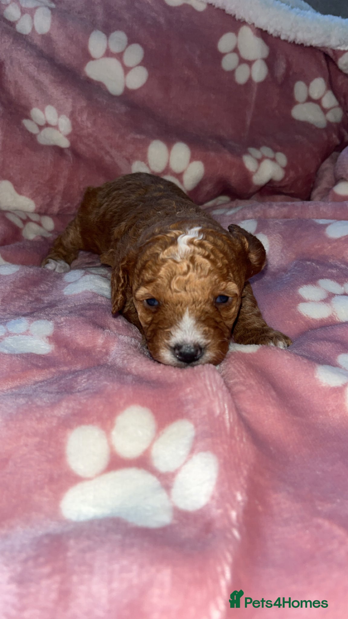 Cavapoo dogs F1B Cavapoos  - Advert 1