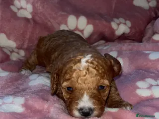 Cavapoo dogs F1B Cavapoos - Advert 18