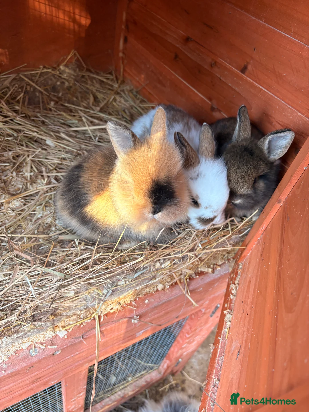 Lionhead rabbits for sale: Baby Rabbits for sale - Advert 8