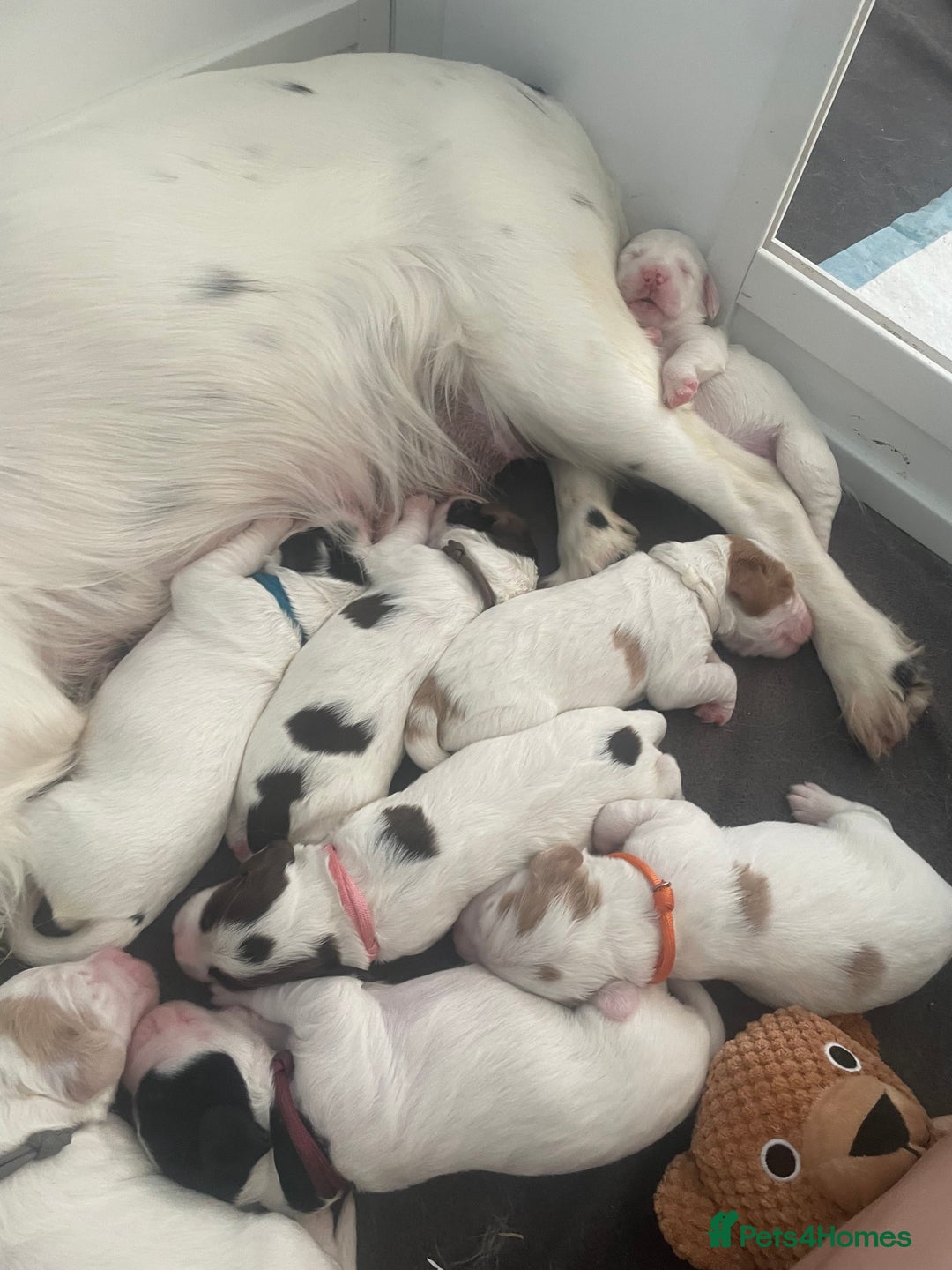English Springer Spaniel dogs for sale: Gorgeous springer spaniel pups  - Image 6