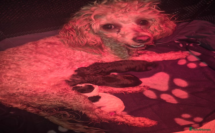 Maltipoo dogs - Advert 16