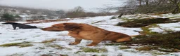 Labrador Retriever dogs for stud: AT STUD Fox Red Labrador | 0/0 Hips in Kirriemuir - Advert 5