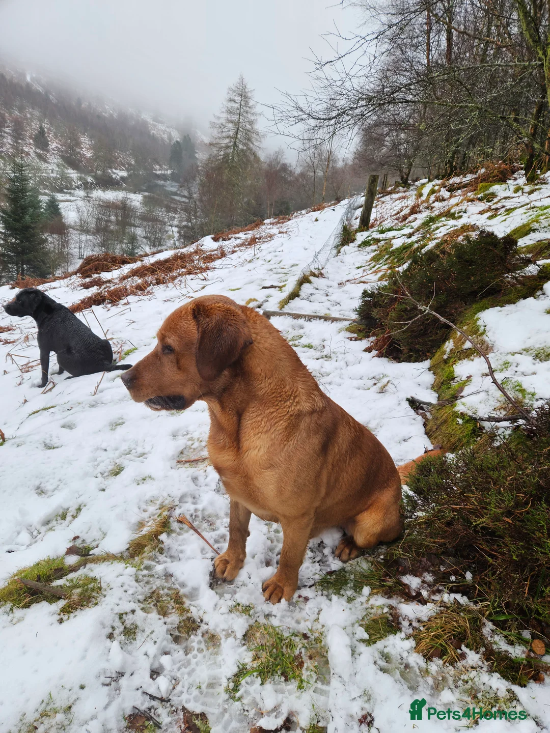 Labrador Retriever dogs for stud: AT STUD Fox Red Labrador | 0/0 Hips in Kirriemuir - Advert 5