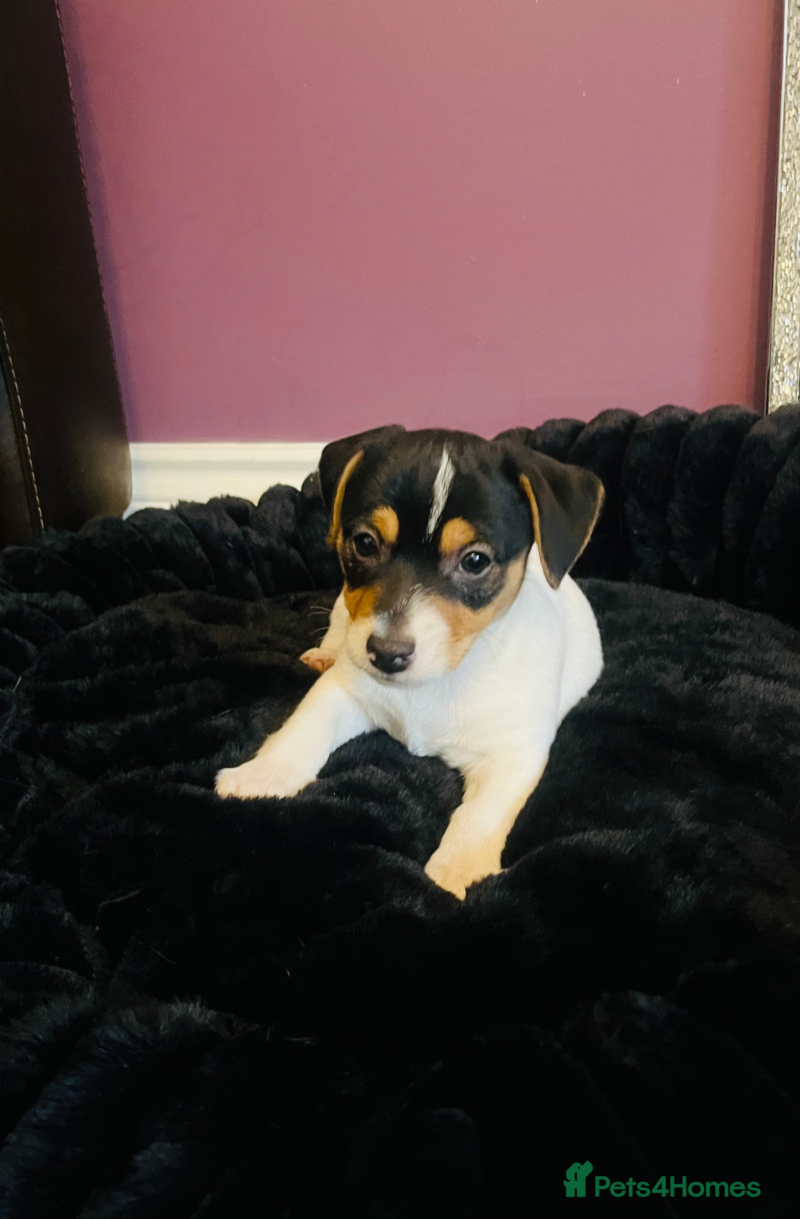 Jack Russell dogs Jack Russell - Advert 2