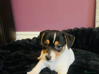 Jack Russell dogs Jack Russell - Advert 2