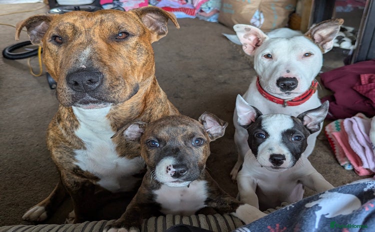Staffordshire Bull Terrier dogs - Advert 13