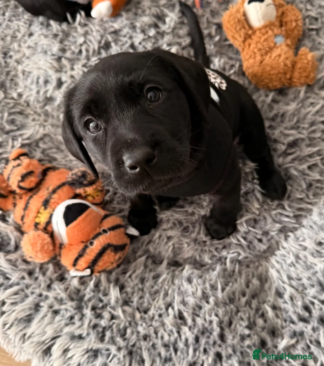 Labrador Retriever dogs for sale: LABRADOR RETRIEVER–HEALTH TESTED, FULLY VACCINATED - Advert 2