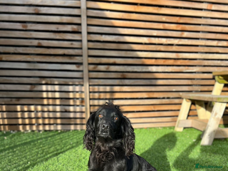 Cocker Spaniel dogs in Stanley - Advert 8