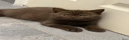 British Shorthair cats for sale: BSH kittens TICA registered 💙🩷 - Advert 2