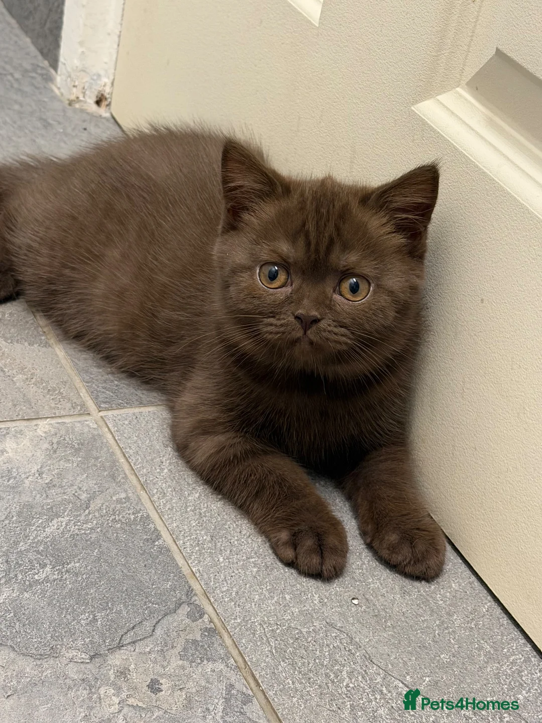 British Shorthair cats for sale: BSH kittens TICA registered 💙🩷 - Advert 2