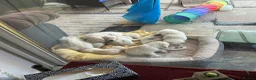 Golden Retriever dogs for sale: 1 Handsome Cream Golden Retriever Boy - Advert 10