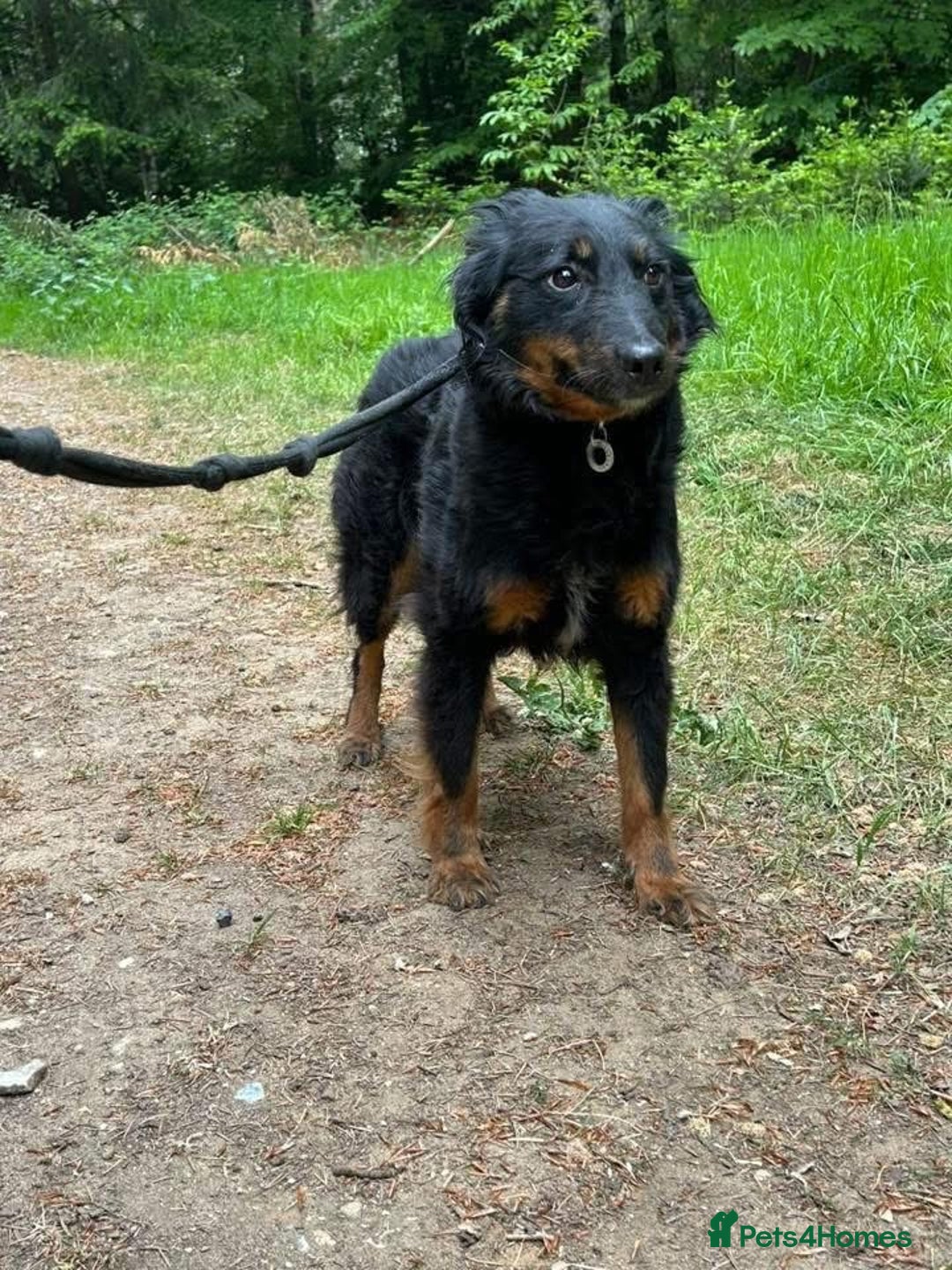 Mixed Breed dogs for adoption: Paige - Norwich Norfolk  - Image 21