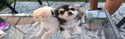 Chihuahua dogs for sale: Rare chihuahua husky markings for sale - Advert 2
