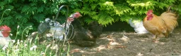 Chickens poultry for sale: PEKIN BANTAM FLOCK FOR REHOMING - Advert 1