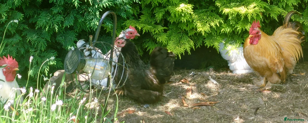 Chickens poultry for sale: PEKIN BANTAM FLOCK FOR REHOMING - Advert 1