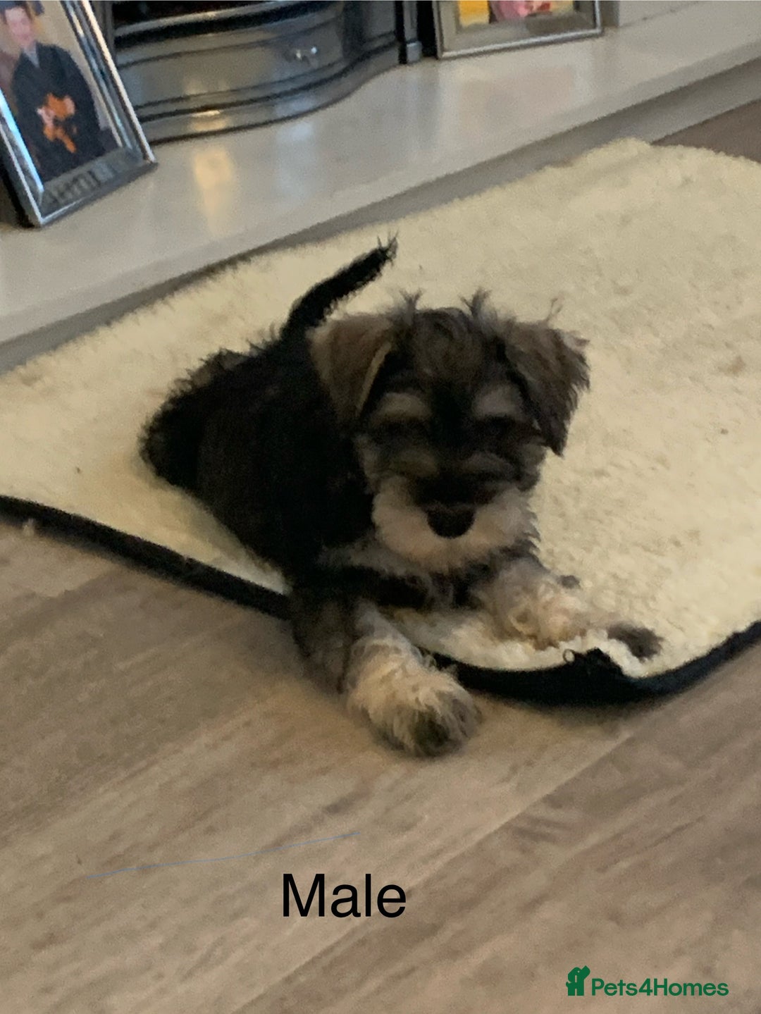 Miniature Schnauzer dogs for sale: KC Mini Schnauzer/Vaccinated Ready for walks - Image 4