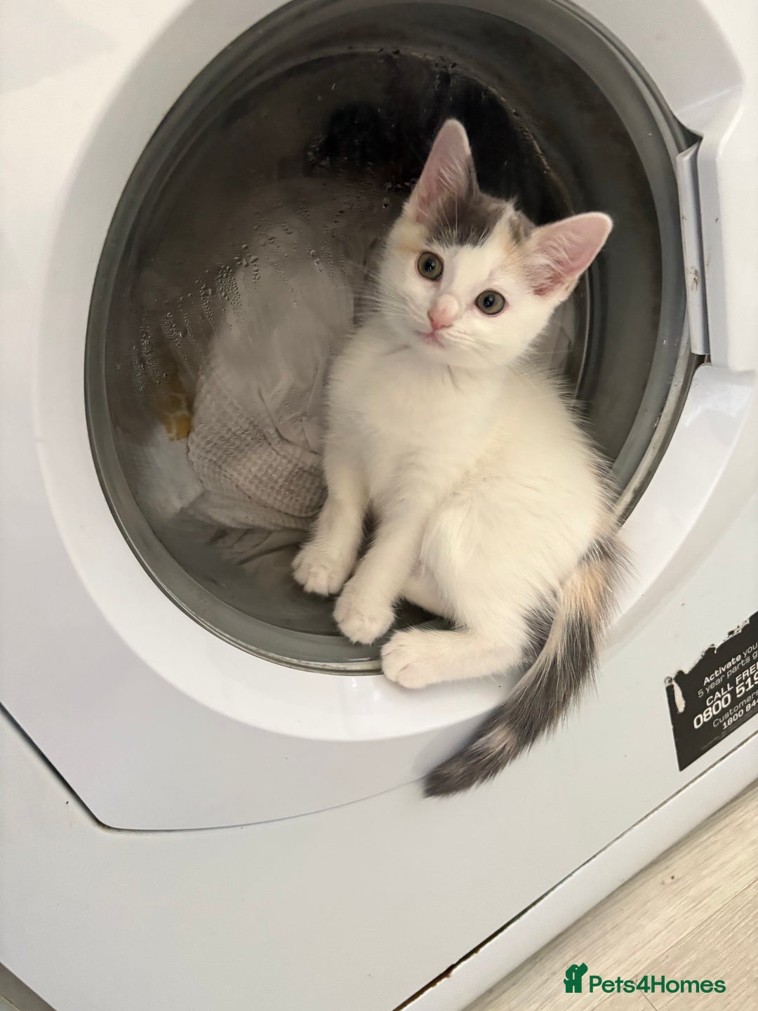 Ragdoll cats for sale: Ragdoll X British Shorthair Kittens - Image 4