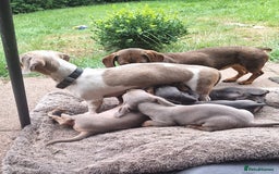 Miniature Dachshund dogs for sale: Miniature Dachshund Puppies  - Image 14