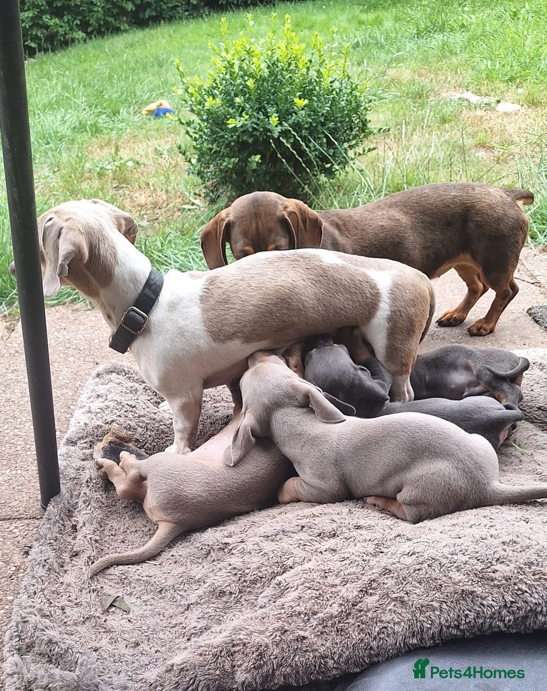 Miniature Dachshund dogs for sale: Miniature Dachshund Puppies  - Image 14