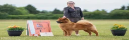 Eurasier dogs for sale: Gorgeous Eurasier Puppies - Advert 9