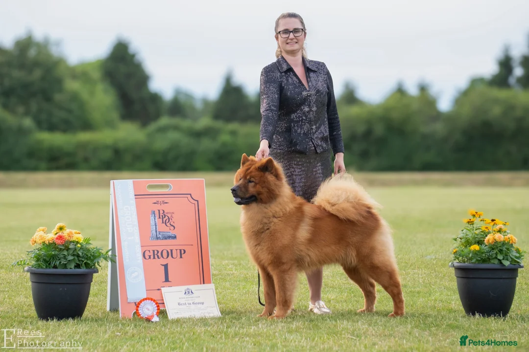 Eurasier dogs for sale: Gorgeous Eurasier Puppies - Advert 9