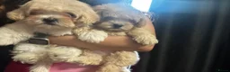 Maltipoo dogs for sale: 🐾 Russian Toy Poodle&Korean Maltese Male Puppies - Advert 6