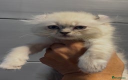 American Curl cats for sale: American curl silver,tabby rare breed - Image 3