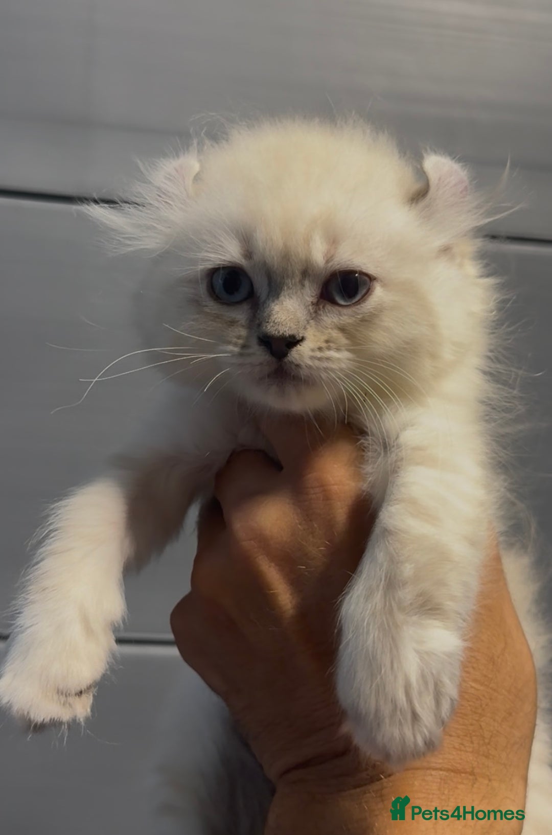 American Curl cats for sale: American curl silver,tabby rare breed - Image 3