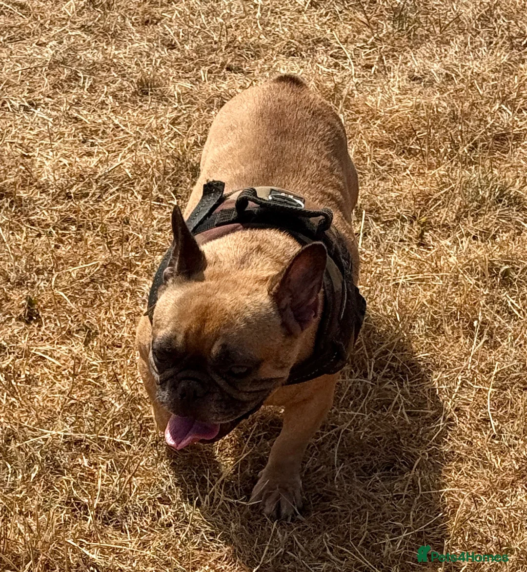 French Bulldog dogs for sale: KC Reg Frenchbulldog - Advert 3