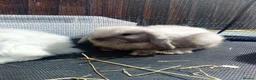 Mini Lop rabbits for sale: Mini Lop Bunnies Ready to leave 12/05 - Advert 24