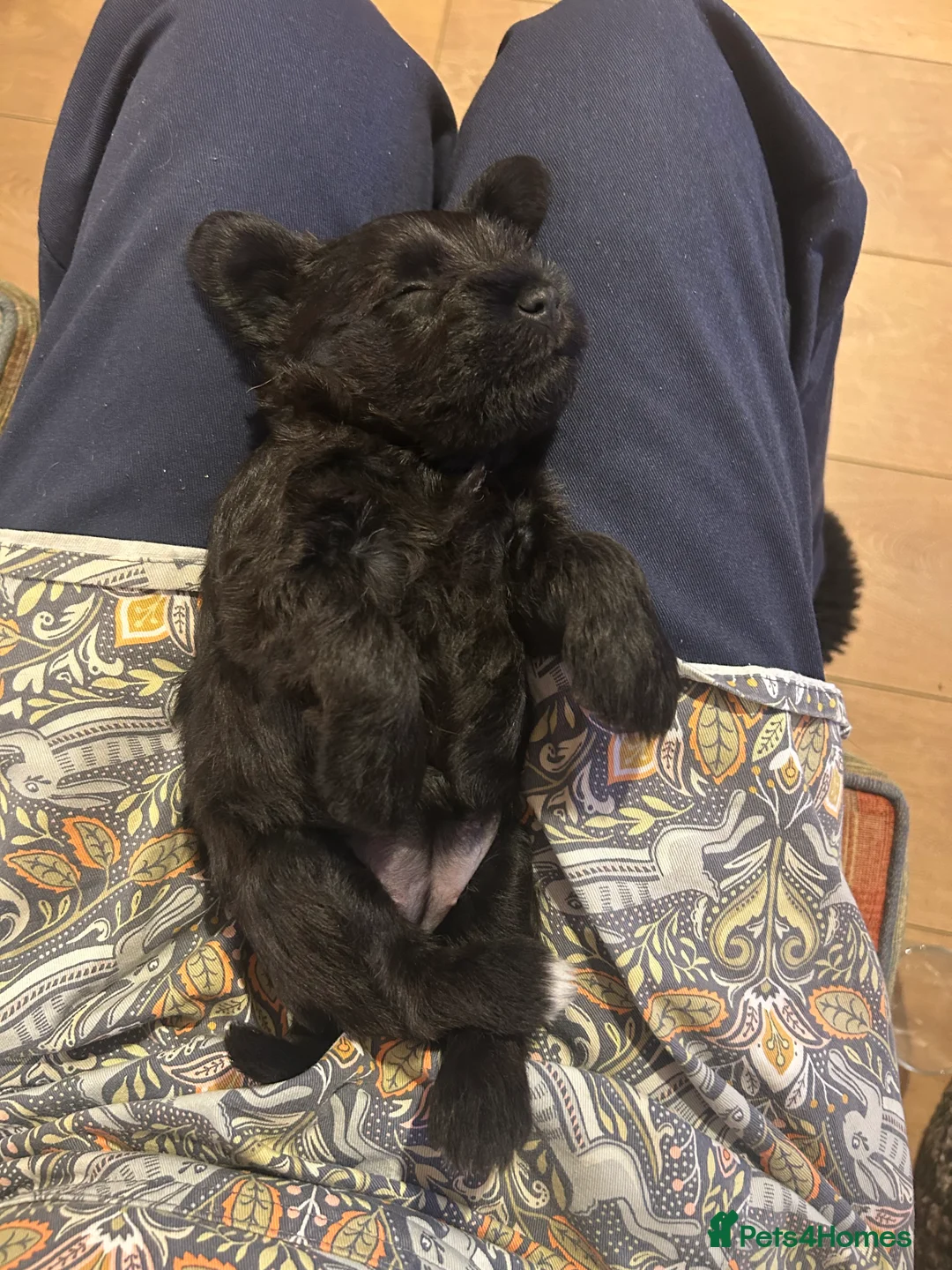 Miniature Schnauzer dogs for sale: Pedigree Miniature Schnauzers in Nottingham - Advert 14