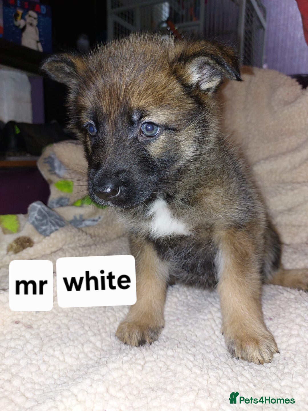 Mixed Breed dogs for sale: German shepherd pups - Advert 9