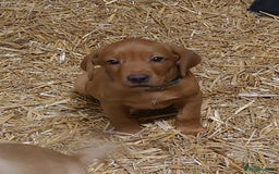 Labrador Retriever dogs for sale: KC Registered Fox Red & Yellow Labradors - Image 10