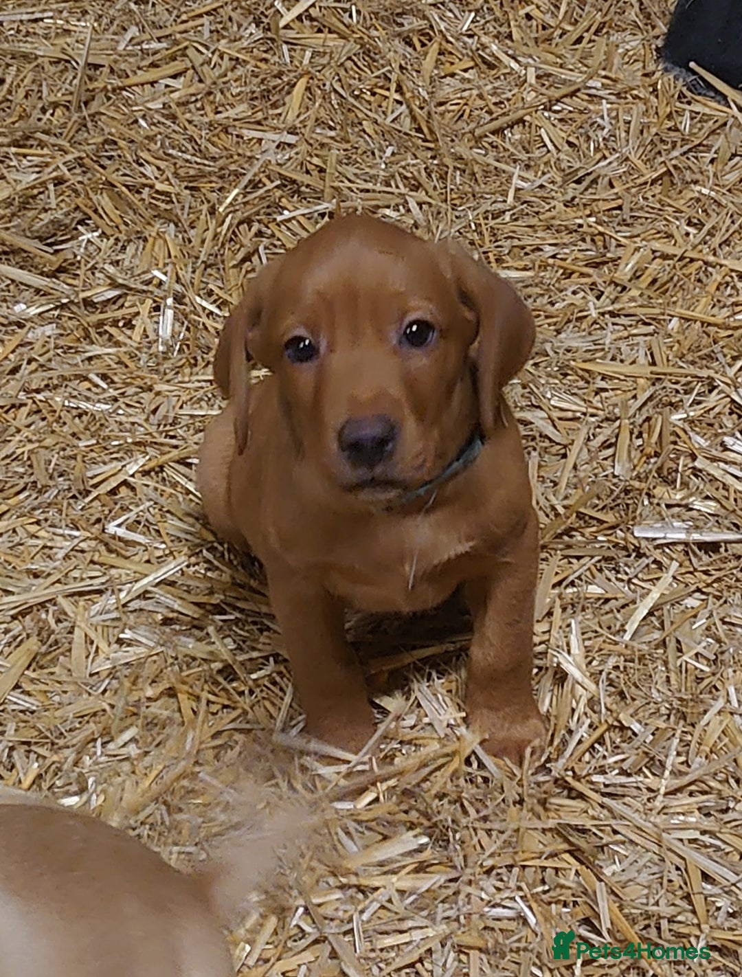Labrador Retriever dogs for sale: KC Registered Fox Red & Yellow Labradors - Image 10