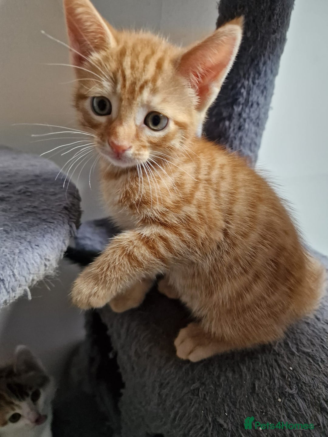 Mixed Breed cats for sale: 2 Ginger Boys, 1 Tabby Girl. Donate to charity - Image 24