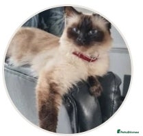 Ragdoll cats Beautiful Ragdoll Kittens Looking for Loving Homes - Advert 1