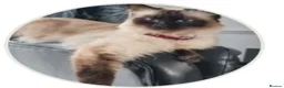 Ragdoll cats for sale: Beautiful Ragdoll Kittens Looking for Loving Homes - Advert 1