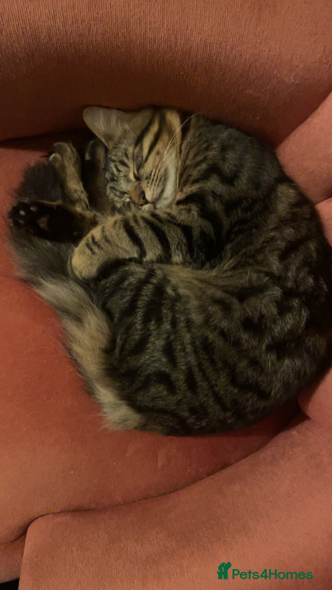 Mixed Breed cats for sale: mixed breed cats for sale with all equipments - Advert 12