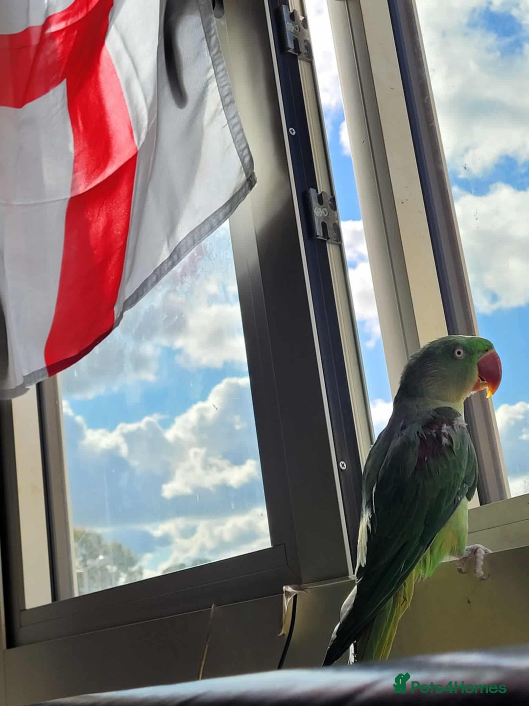 Parrots birds for sale: alexandrine parrot  - Advert 2