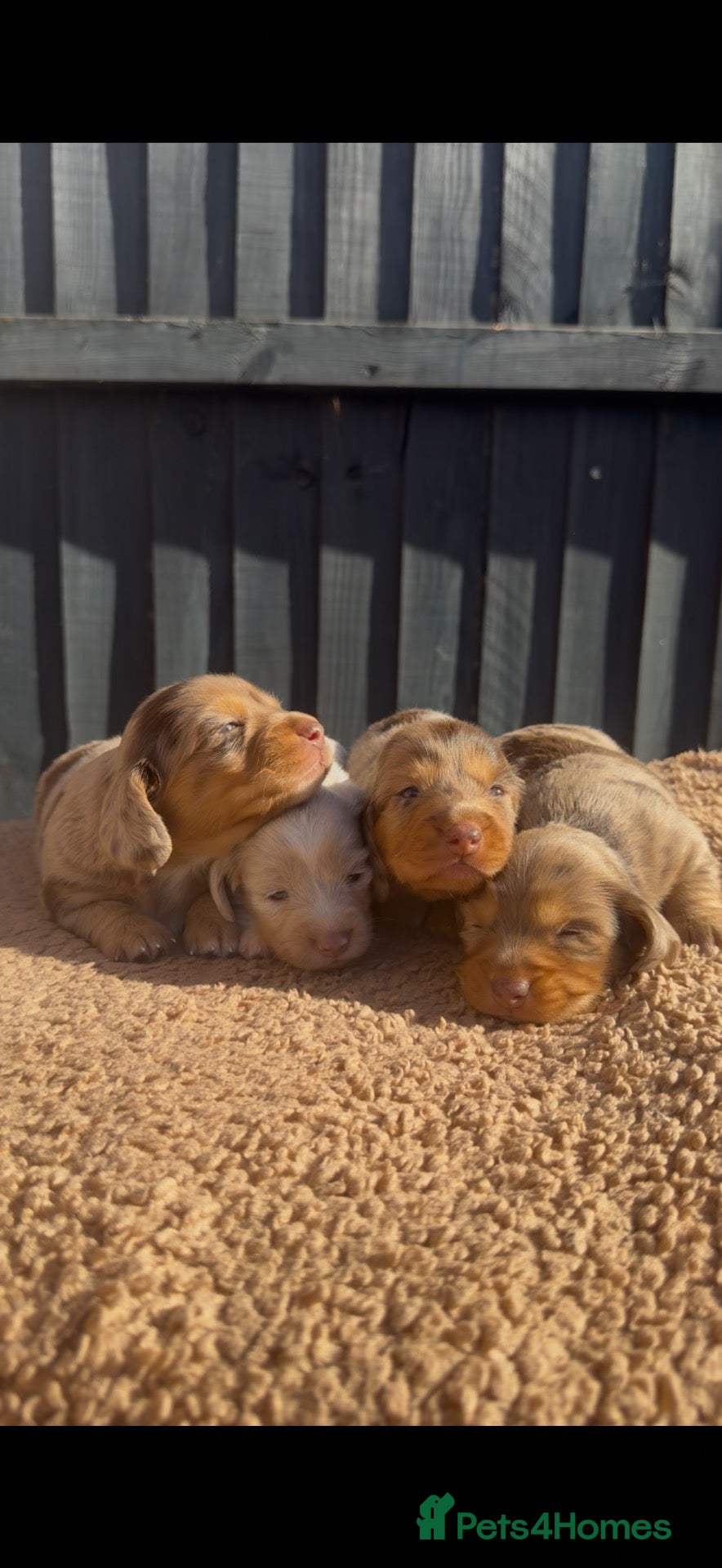 Miniature Dachshund dogs KC registered LONGHAIR MINIATURE DACHSHUNDS  - Advert 2