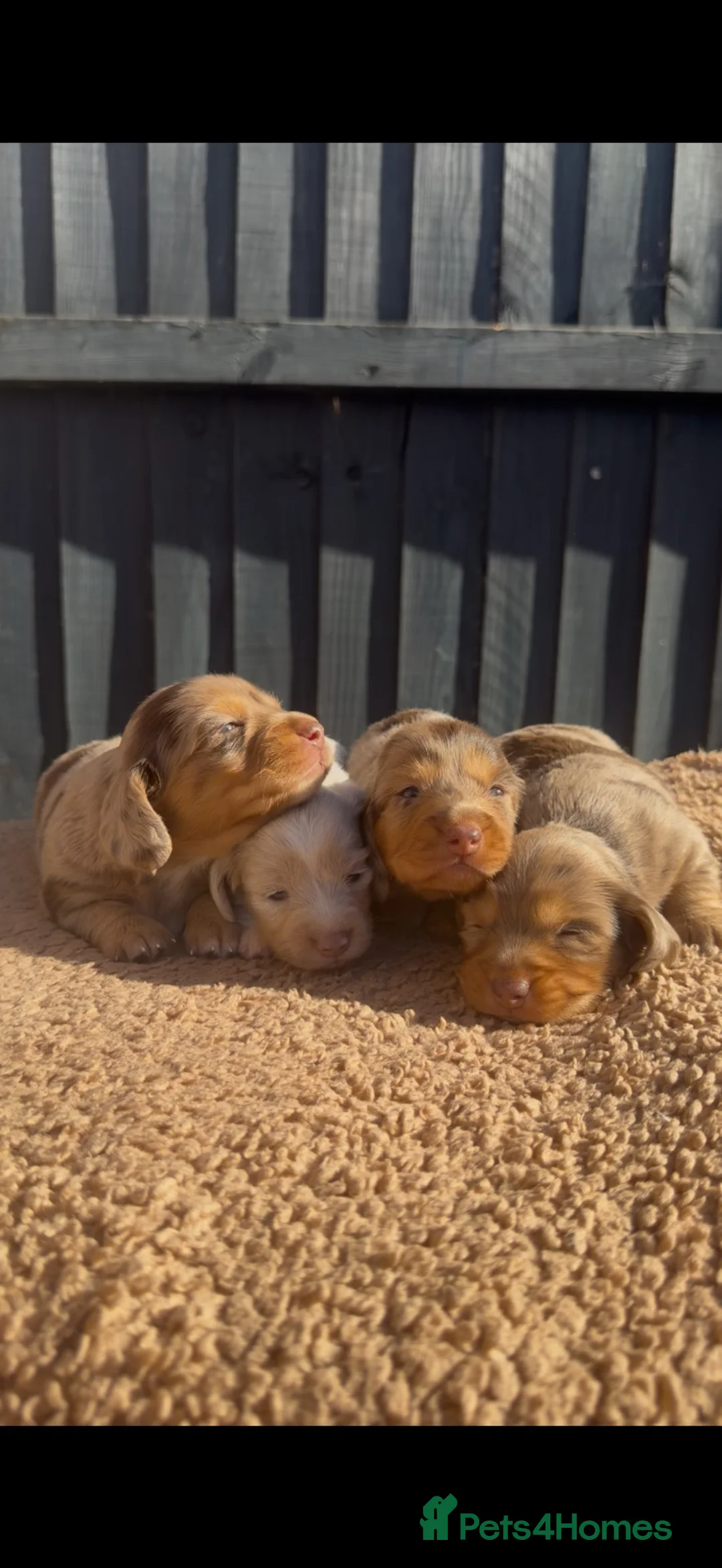 Miniature Dachshund dogs for sale: KC registered LONGHAIR MINIATURE DACHSHUNDS  - Advert 2