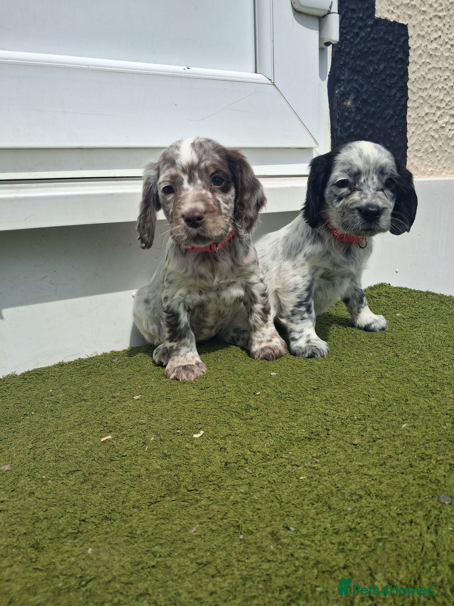 Cocker Spaniel dogs Cocker spaniel puppies for sale  - Advert 1