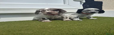 Cocker Spaniel 4