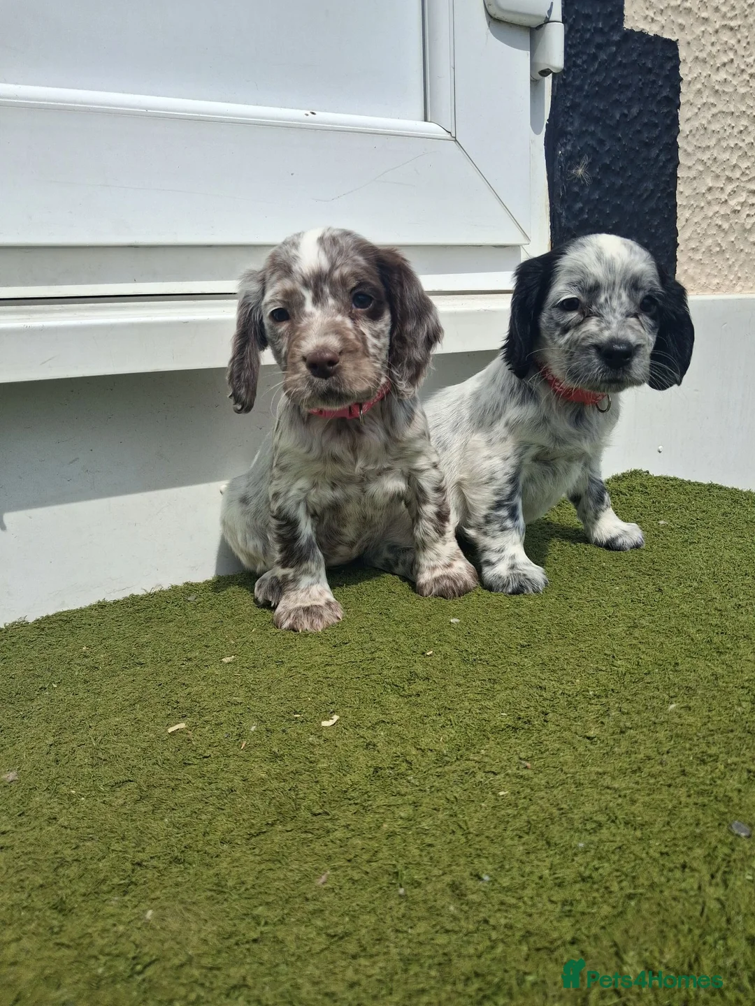 Cocker Spaniel dogs for sale: Cocker spaniel puppies for sale  in Trimdon Station - Advert 1