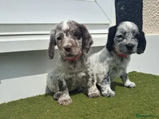 Cocker Spaniel dogs Cocker spaniel puppies for sale - Advert 1