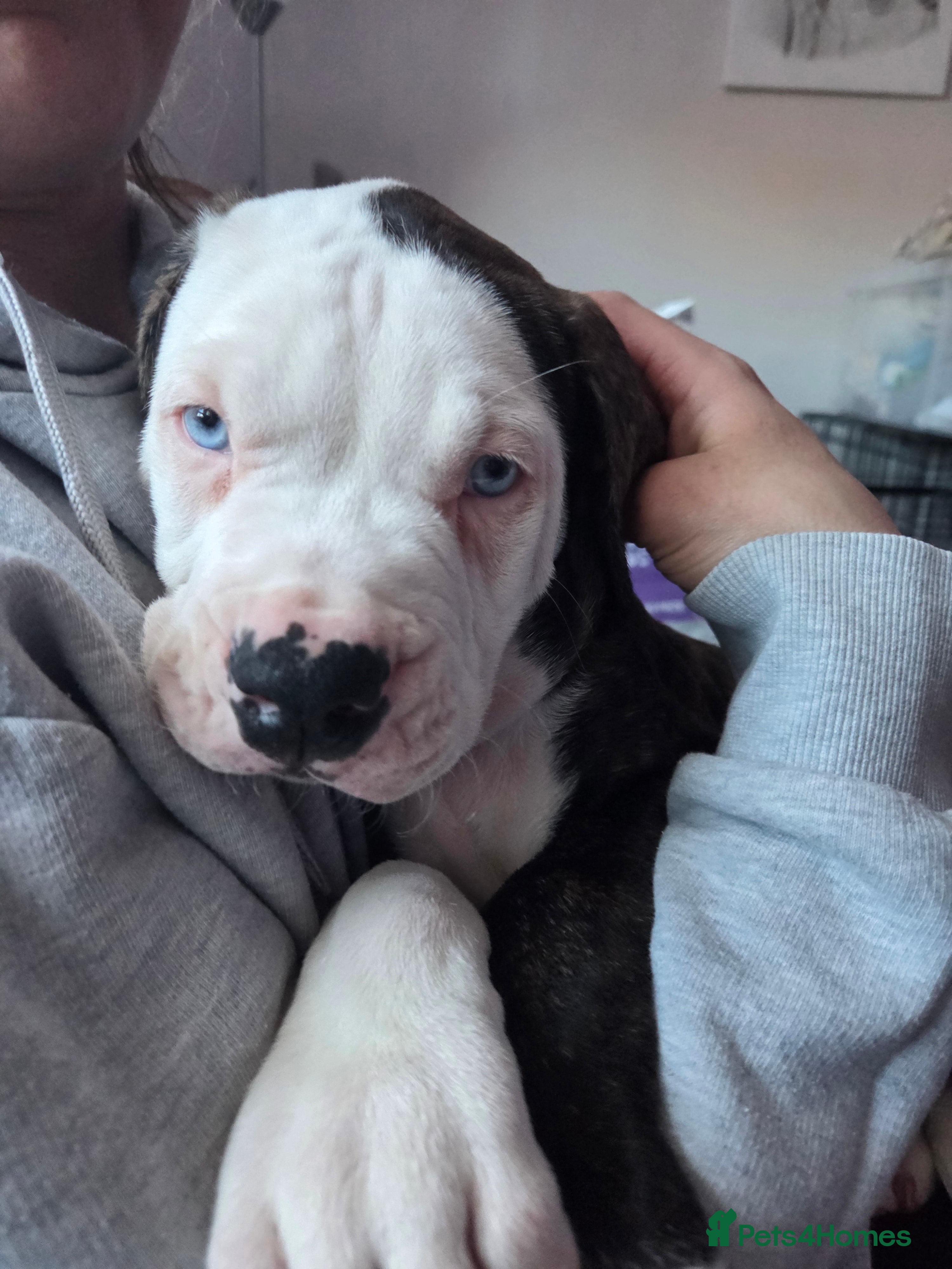 American Bulldog dogs PURE AMERICAN BULLDOGS PUPPIES  - Advert 3