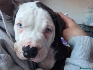 American Bulldog dogs READY FOR NEW 1 BOY 1 GIRL LEFT - Advert 16