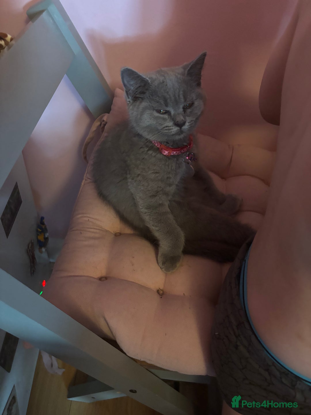 British Shorthair cats for sale: 6-Month-Old Female British Shorthair  - Advert 5