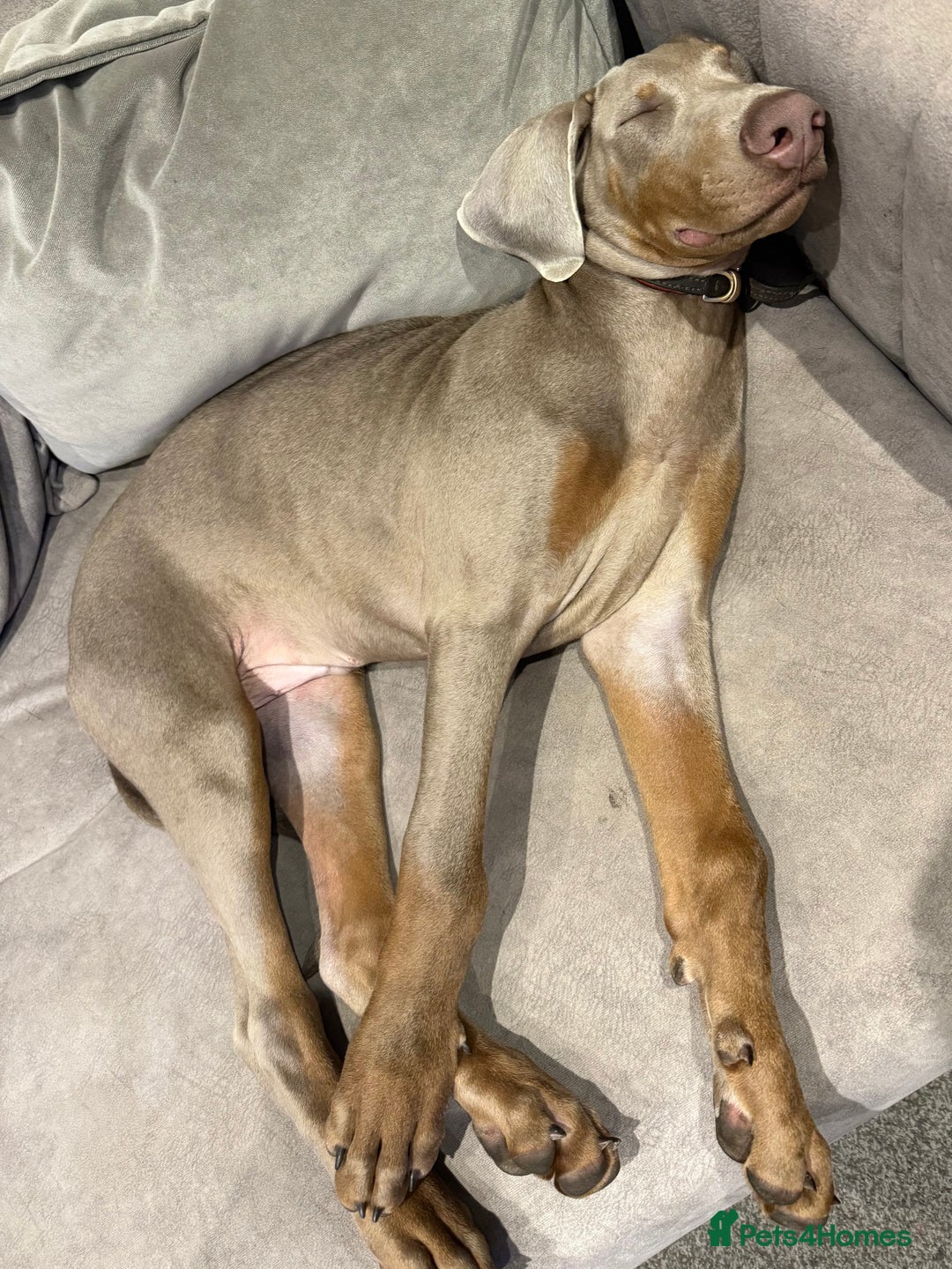 Dobermann dogs for sale: Dobermann puppy 5* licensed breeder  - Image 9