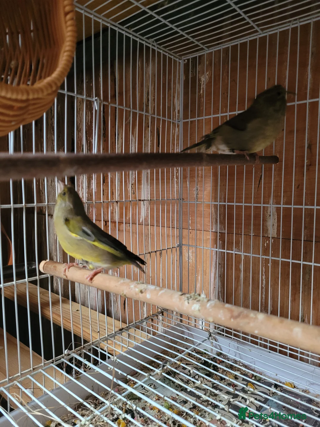 Finches birds for sale: Green finches - Advert 1